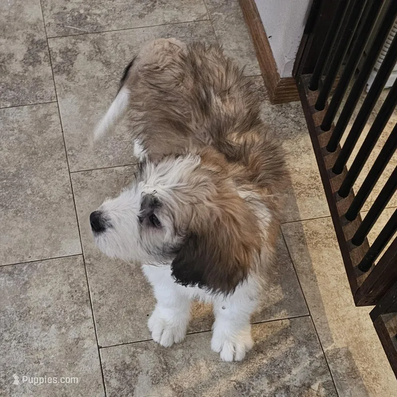 Dakota – Saint Berdoodle puppy for sale in Beresford, SD