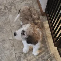 Dakota, a female Saint Berdoodle for sale in Beresford, SD – Photo 1 of 4