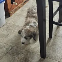 Dakota, a female Saint Berdoodle for sale in Beresford, SD – Photo 4 of 4