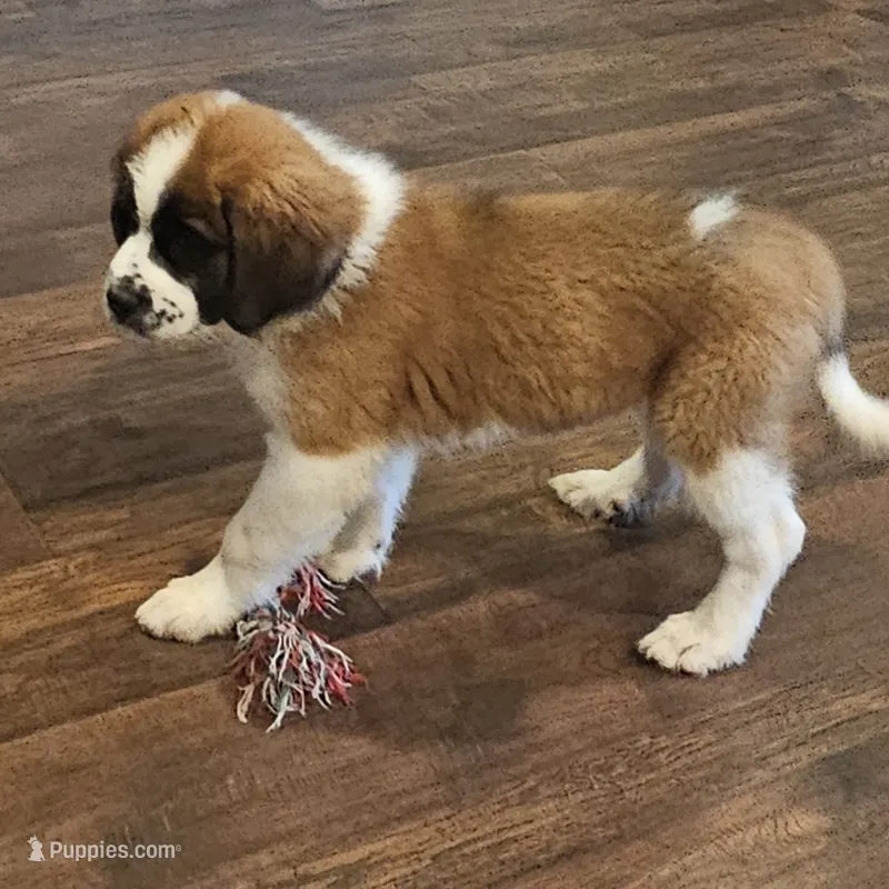 Freya – Newfoundland, Saint Bernard puppy for sale in Beresford, SD