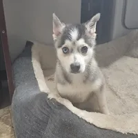 Koda, a male American Eskimo and Alaskan Klee Kai for sale in Beresford, SD – 2 of 3