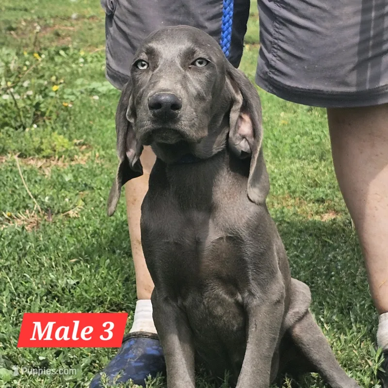 Colt – Weimaraner puppy for sale in Beresford, SD