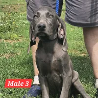 Colt, a male Weimaraner for sale in Beresford, SD – 1 of 1