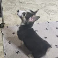 Myles, a male Pembroke Welsh Corgi for sale in Beresford, SD – 2 of 3