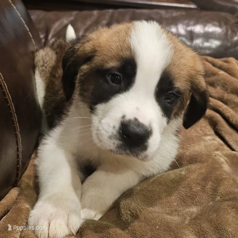 Titan – Saint Bernard puppy for sale in Beresford, SD