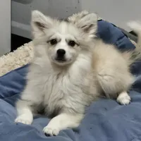 Glacier, a male American Eskimo and Alaskan Klee Kai for sale in Beresford, SD – Photo 1 of 2