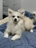 Glacier, a male American Eskimo and Alaskan Klee Kai for sale in Beresford, SD – Photo 1 of 2