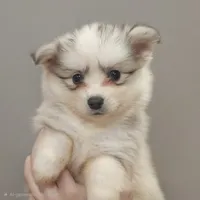 Glacier, a male American Eskimo and Alaskan Klee Kai for sale in Beresford, SD – Photo 2 of 2