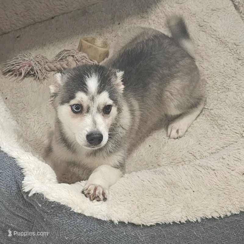 Koda – American Eskimo, Alaskan Klee Kai puppy for sale in Beresford, SD