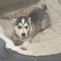 Koda, a male American Eskimo and Alaskan Klee Kai for sale in Beresford, SD – 1 of 3