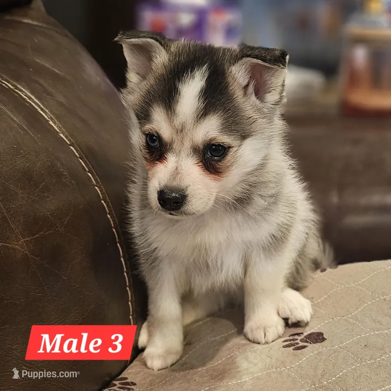 Koda – American Eskimo, Alaskan Klee Kai puppy for sale in Beresford, SD