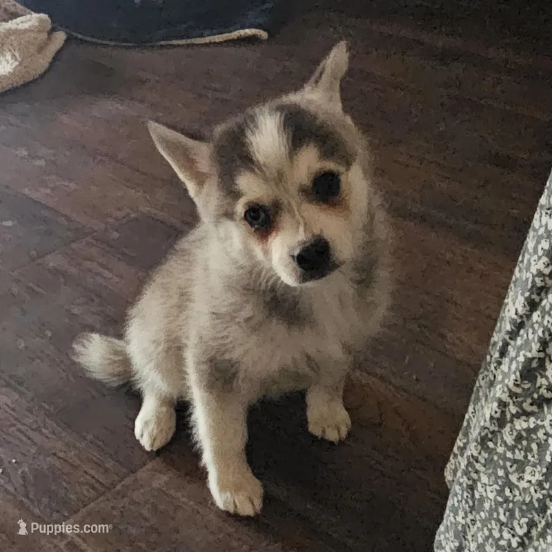 Koda – American Eskimo, Alaskan Klee Kai puppy for sale in Beresford, SD