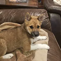 Sasha, a female Shiba Inu for sale in Beresford, SD – 1 of 1