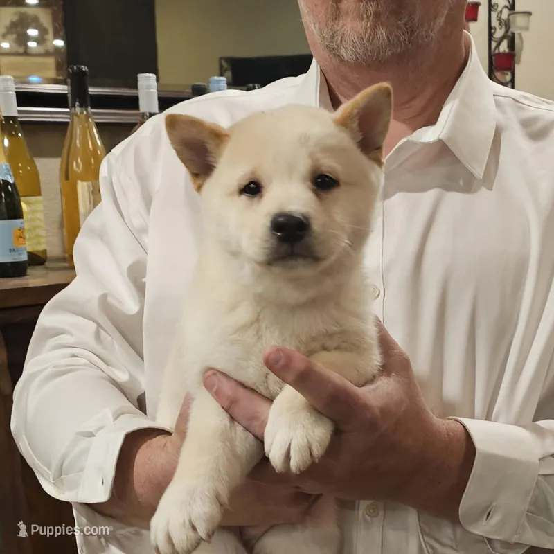 Kenji – Shiba Inu puppy for sale in Beresford, SD