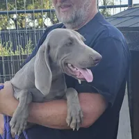 Sage, a female Weimaraner for sale in Beresford, SD – 2 of 2