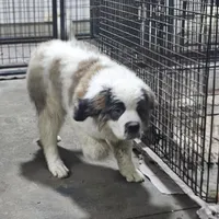 Greta, a female Saint Bernard for sale in Beresford, SD – Photo 2 of 2