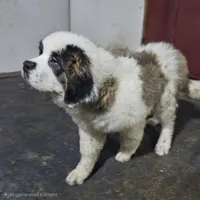 Greta, a female Saint Bernard for sale in Beresford, SD – Photo 1 of 2