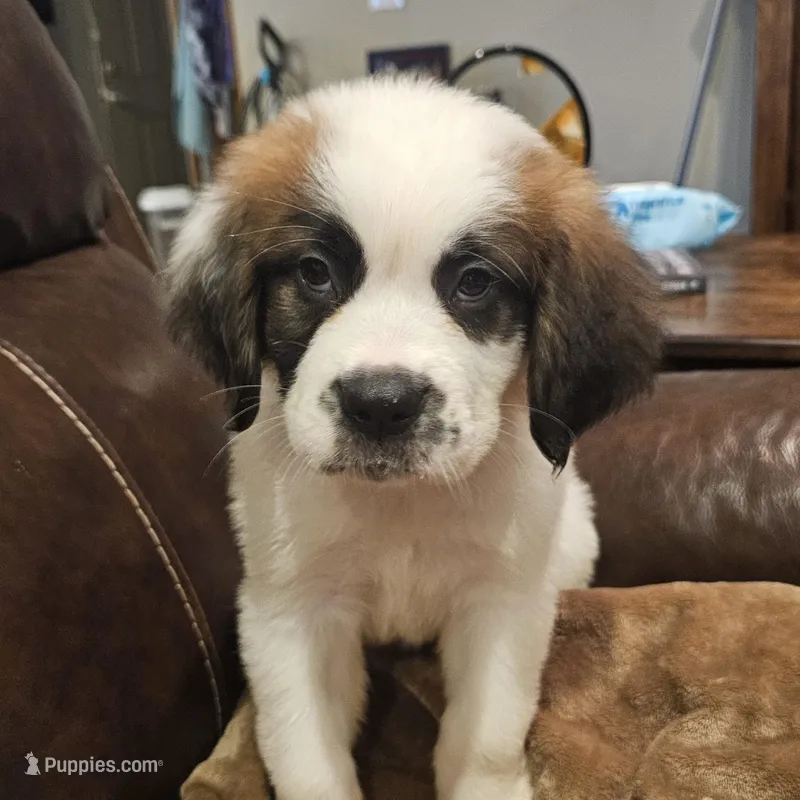 Daisy – Saint Bernard puppy for sale in Beresford, SD