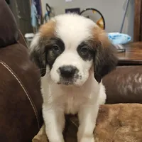 Daisy, a female Saint Bernard for sale in Beresford, SD – 1 of 1
