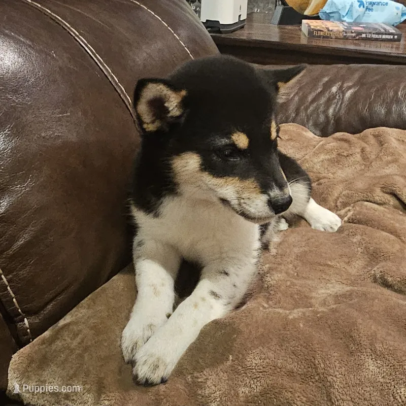 Kari – Shiba Inu puppy for sale in Beresford, SD