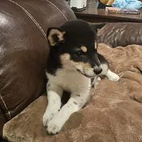 Kari, a female Shiba Inu for sale in Beresford, SD – 1 of 1