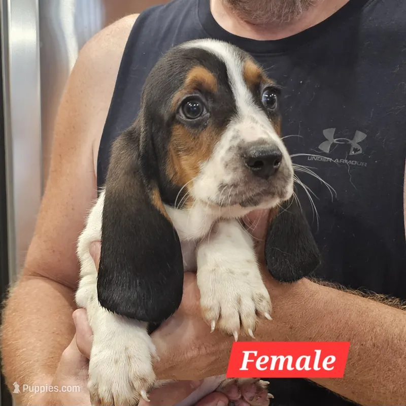 Annie – Basset Hound puppy for sale in Beresford, SD