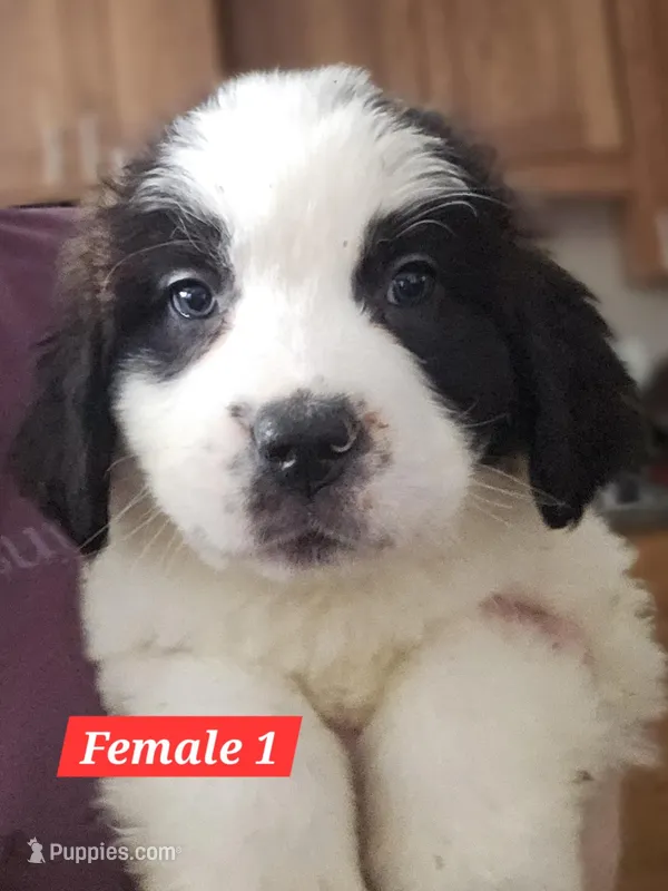 Lily – Saint Bernard puppy for sale in Beresford, SD