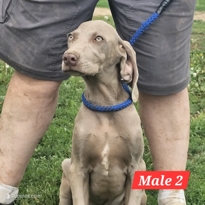 Winchester – Weimaraner puppy for sale in Beresford, SD