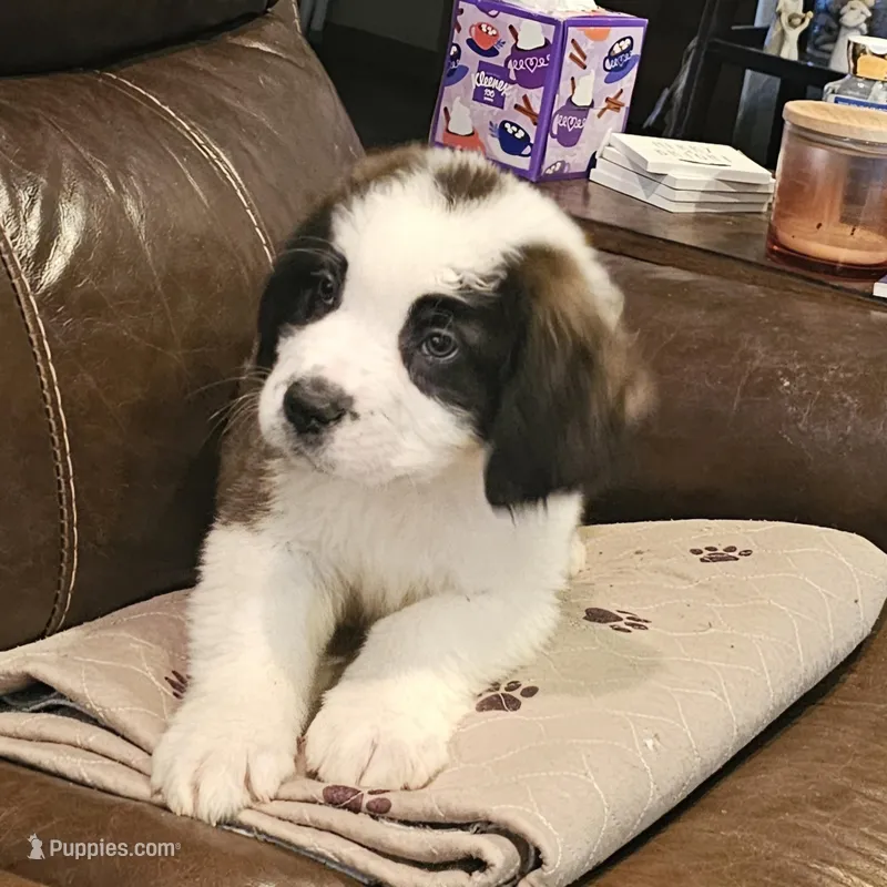 Titan – Saint Bernard puppy for sale in Beresford, SD