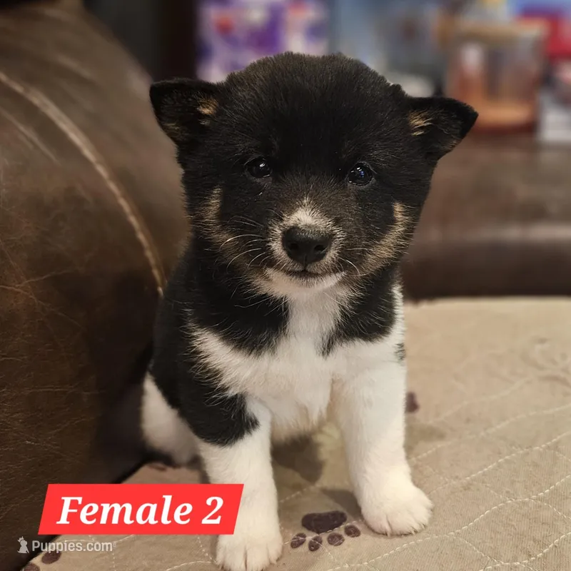 Hana – Shiba Inu puppy for sale in Beresford, SD