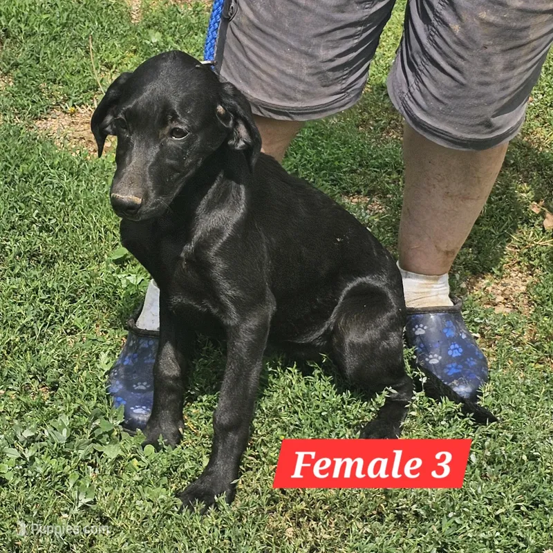 Oakley – Labrador Retriever, Weimaraner puppy for sale in Beresford, SD
