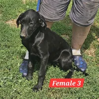 Oakley, a female Labrador Retriever and Weimaraner for sale in Beresford, SD – 1 of 1