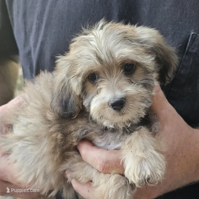 Missy – Yorkipoo puppy for sale in Beresford, SD