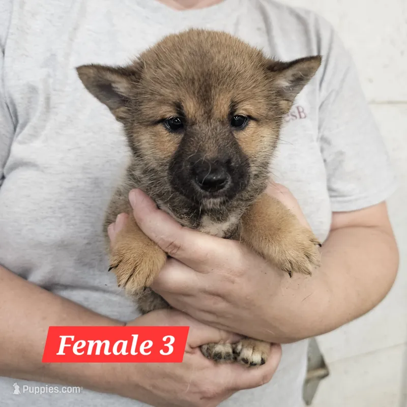 Yumi – Shiba Inu puppy for sale in Beresford, SD