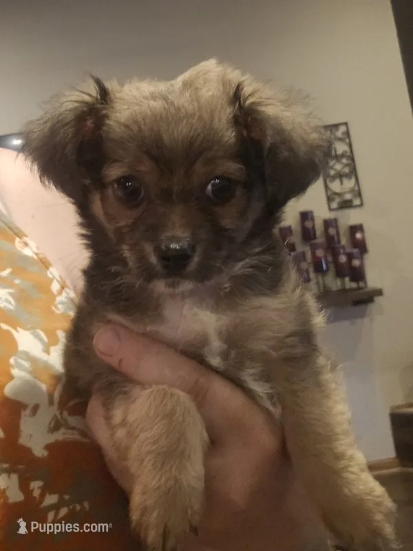 Biscuit – Shih Tzu, Toy Australian Shepherd puppy for sale in Beresford, SD