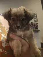 Biscuit, a male Shih Tzu and Toy Australian Shepherd for sale in Beresford, SD – 1 of 1