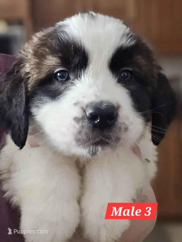 Goliath – Saint Bernard puppy for sale in Beresford, SD