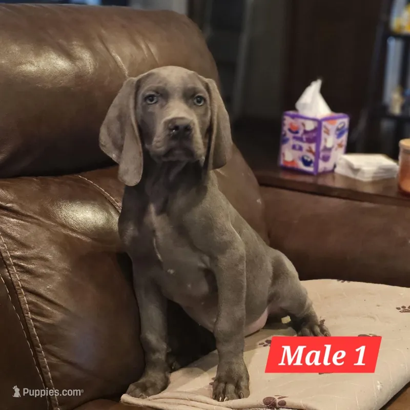 Duke – Weimaraner puppy for sale in Beresford, SD