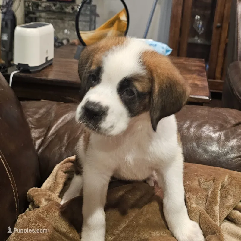 Bethany – Saint Bernard puppy for sale in Beresford, SD