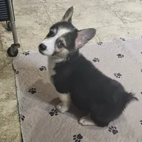 Myles, a male Pembroke Welsh Corgi for sale in Beresford, SD – 1 of 3