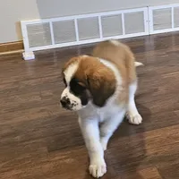 Freya, a female Newfoundland and Saint Bernard for sale in Beresford, SD – 2 of 2