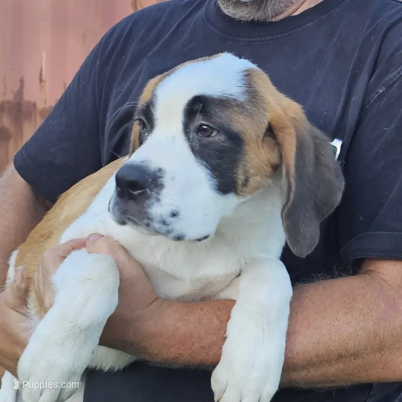 Gus – Saint Bernard puppy for sale in Beresford, SD