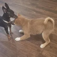 Yumi, a female Shiba Inu for sale in Beresford, SD – Photo 2 of 2