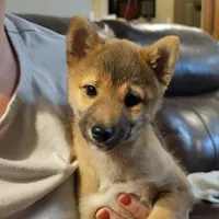 Yumi, a female Shiba Inu for sale in Beresford, SD – Photo 1 of 2