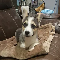 Myles, a male Pembroke Welsh Corgi for sale in Beresford, SD – 3 of 4