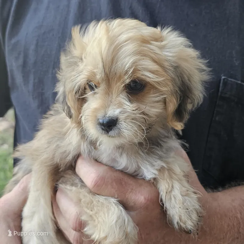 Tyson – Yorkipoo puppy for sale in Beresford, SD