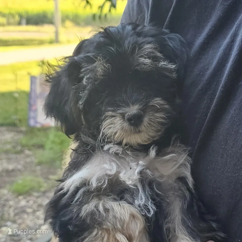 CoCo – Yorkipoo puppy for sale in Beresford, SD