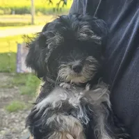 CoCo, a female Yorkipoo for sale in Beresford, SD – 1 of 1