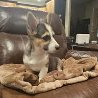 Myles, a male Pembroke Welsh Corgi for sale in Beresford, SD – 2 of 4