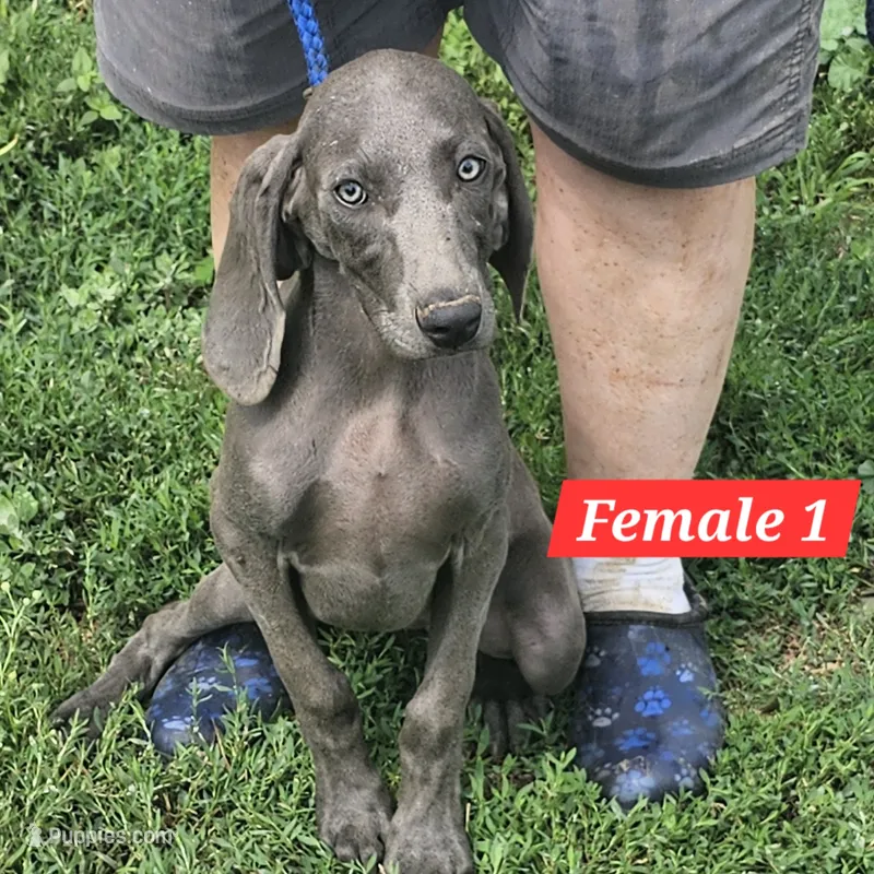 Bonnie – Weimaraner puppy for sale in Beresford, SD